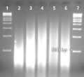 Buccal Swab buccal-swab