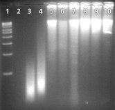 genomeplexwga-ffpe-issue Genome Amplification Kit