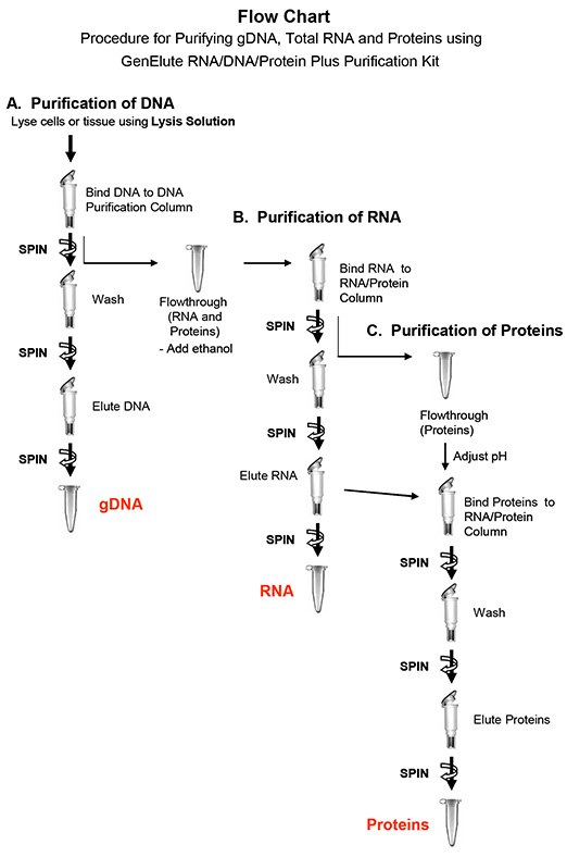 Rna Extraction Flowchart GenElute™ RNA/DNA/Protein Purification Kit