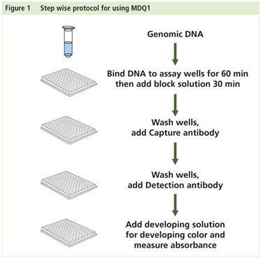 Imprint Methylated DNA Quantification Workflow Imprint Methylated DNA Quantification Workflow