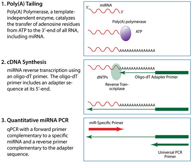 microRNA Figures microRNA Figures