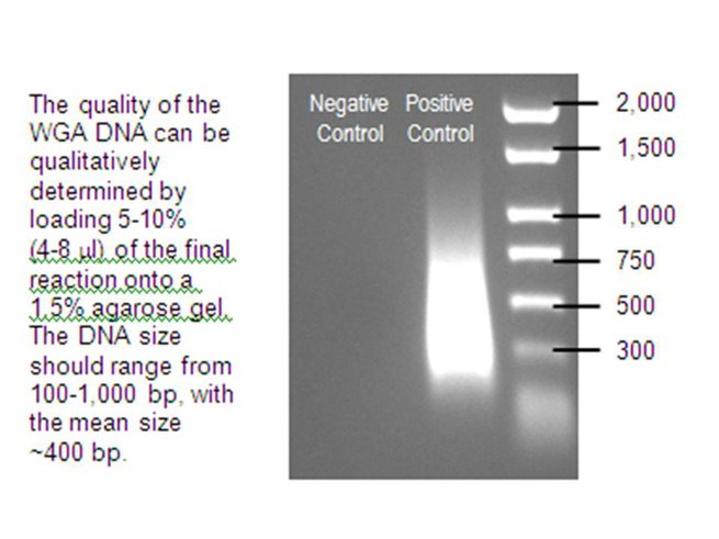 DNA-image-for-WGA4 WGA4