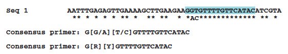 Sequence showing alignment consensus bases and potential primer location to a consensus region. The consensus primer is shown using wobble codes Sequence showing alignment consensus