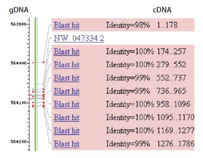 BLAST alignment of cDNA sequence with genomic DNA sequence. The complete cDNA sequence for rat p53 from Genbank (accession number NM_030989) was used in a megaBLAST search for identical sequences in the rat genome (blastn). The alignment of the cDNA to the gDNA on chromosome 10 is shown. Using this information, the exons of the cDNA can be aligned to the corresponding gDNA regions and primer design is directed towards exons that are separated by long introns, e.g., exons 1 and 2. BLAST alignment of cDNA sequence with genomic DNA sequence