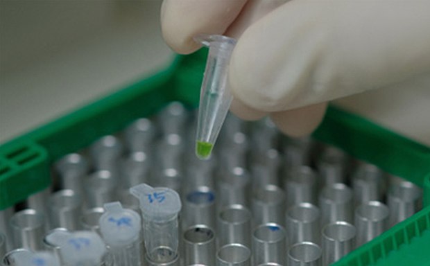Loading PCR tubes into thermocycler Mano enguantada que sostiene un tubo de ensayo con una sustancia verde sobre una gradilla de otros tubos de ensayo en un entorno de laboratorio.