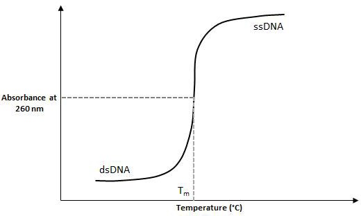 Measurements are made in a thermostatted cell in a UV-Vis spectrophotometer. The T<sub>m</sub> is the reading halfway between the double-stranded DNA (dsDNA) and single-stranded DNA (ssDNA) plateaus. Figure1 shows most common experimental method for determining Tm is to measure the absorbance change of the oligonucleotide with its complement as a function of temperature