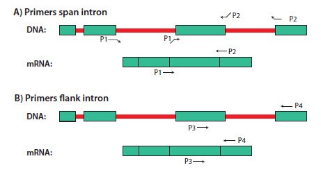 Illustration of (A) intron-spanning and (B) intron-flanking primers for RT-PCR. Introns are in red and exons are in green. Primers P1 and P2 span an intron and primers P3 and P4 flank an intron. Note that primers P1 and P2 will not generate a PCR product from DNA unless the annealing temperature is extremely low. P3 and P4 may generate a longer PCR product from DNA if the intron is short (~1 kb), but not if it is sufficiently long (several kb). Illustration of (A) intron-spanning and (B) intron-flanking primers for RT-PCR
