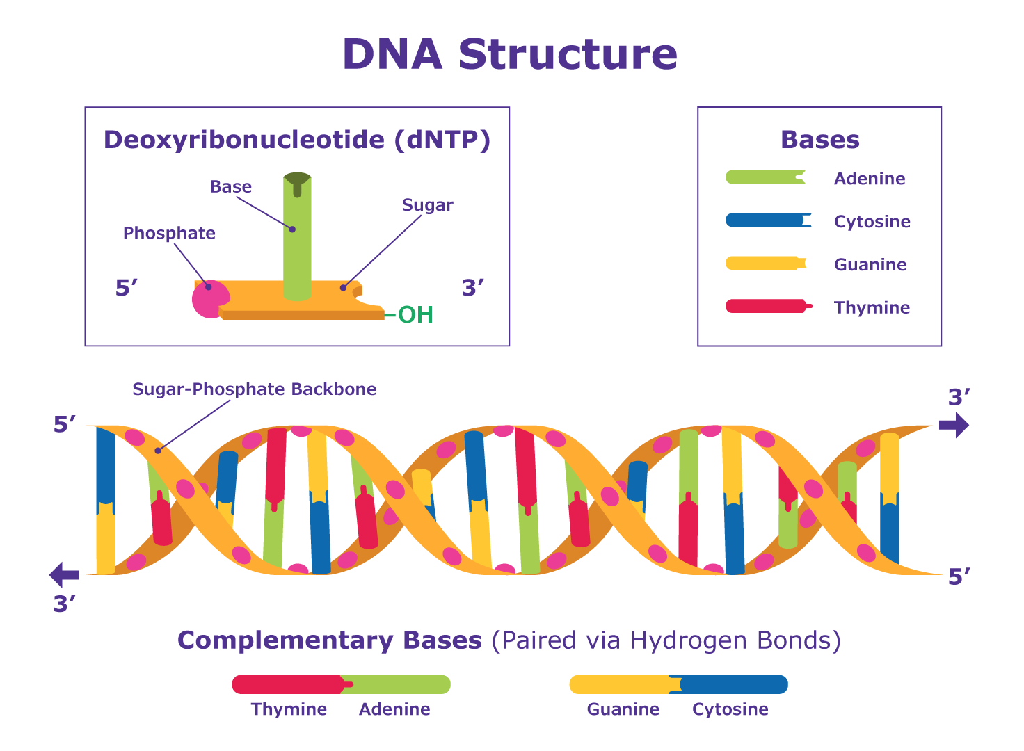 Esquema de la estructura del ADN. El ADN es una molécula compuesta por dos hebras que se enrollan una alrededor de la otra para formar una doble hélice. Cada hebra está formada por una cadena de moléculas llamadas desoxirribonucleótidos (dNTP). Esquema de la estructura del ADN. El ADN es una molécula compuesta por dos hebras que se enrollan una alrededor de la otra para formar una doble hélice. Cada hebra está formada por una cadena de moléculas llamadas desoxirribonucleótidos (dNTP).