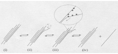 Proposed mechanism of nanotube isolation from bundles(2). The proposed mechanism for isolating nanotubes from bundles, featuring four steps labeled (i) to (iv). Step (i) shows bundled nanotubes, step (ii) indicates initial separation, step (iii) highlights interaction with a separating agent, and step (iv) depicts the final isolated nanotubes.