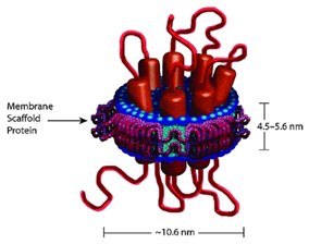 Nanodisc Containing 7-TM Protein Nanodisc Containing 7-TM Protein