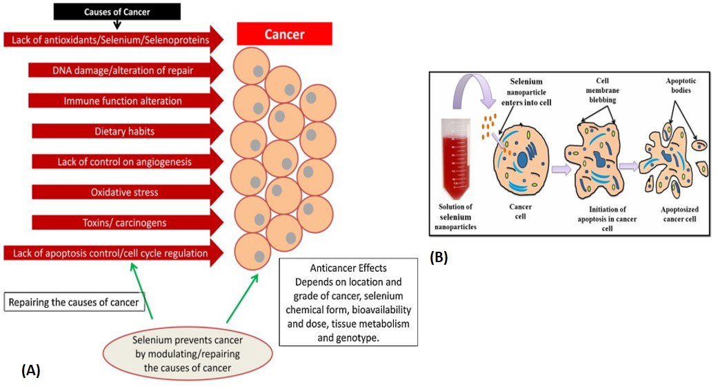 Representation of various parameters leading to cancer and the role of selenium as an anticancer agent (A) Representation of various parameters leading to cancer and the role of selenium as an anticancer agent. (B) Schematic model showing the apoptosis of cancerous cells in presence of selenium nanoparticles