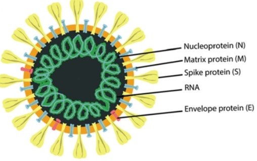 Illustration of the SARS-CoV-2 structure Cartoon representation of the SARS-CoV-2 structure