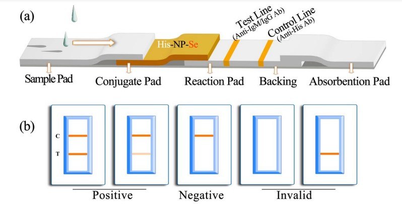 Diagram and components of the SARS-CoV-2 antibody immunoassay test strip Diagram and components of the SARS-CoV-2 antibody immunoassay test strip