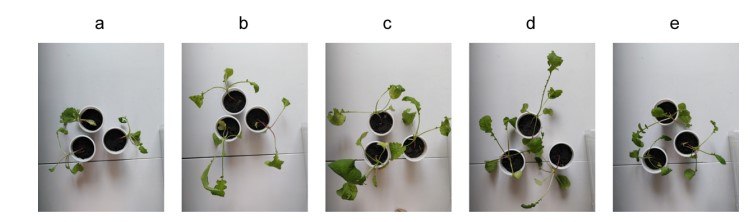 Radish seedlings 20 days after planting Radish seedling growth in response to SeNPs fertilization.