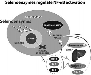 Selenoenymes regulate NF-kB Activation Representation of the mechanisms of selenium supplementation on inflammation. Selenium supplementation can inhibit NF-KB binding to promoter genes, reduce cytokine release, and suppress CRP synthesis. Plasma selenium levels affect the activity of selenoenzymes, which inhibit the activation of protein kinases and the phosphorylation of IκBα.