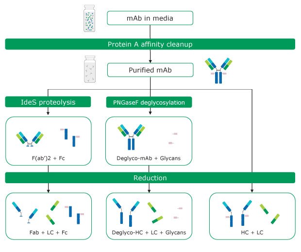 Antibody sample preparation Antibody sample preparation by protein A affinity clean-up and chemical and proteolytic digestion