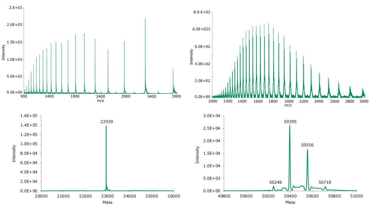Summed (top) and deconvoluted (bottom) mass spectra of the light and heavy chains (left and right, respectively) of reduced SigmaMAb reference. Summed (top) and deconvoluted (bottom) mass spectra of the light and heavy chains (left and right, respectively) of reduced SigmaMAb reference.