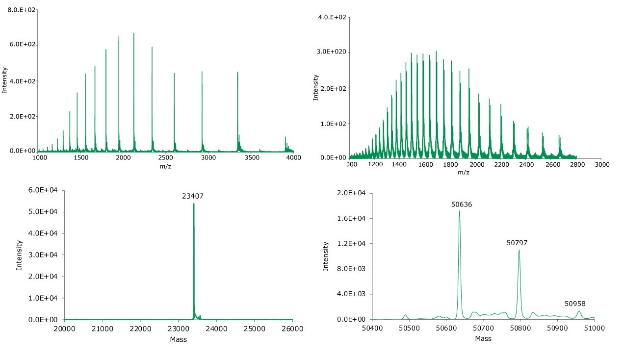 Summed (top) and deconvoluted (bottom) mass spectra of the light and heavy chains (left and right, respectively) of reduced adalimumab. MS data of light and heavy chains (left and right, respectively) for reduced adalimumab. Top: summed spectrum; bottom: deconvoluted spectrum.