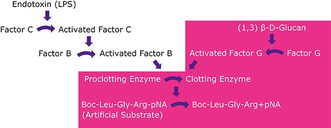 <i>Limulus</i> Amebocyte Lysate (LAL) pathway. Factor C is depleted in Glucatell<sup>®</sup> assay to ensure specificity for (1→3)-β-D-glucan Concentration of Non-purified Raw Material