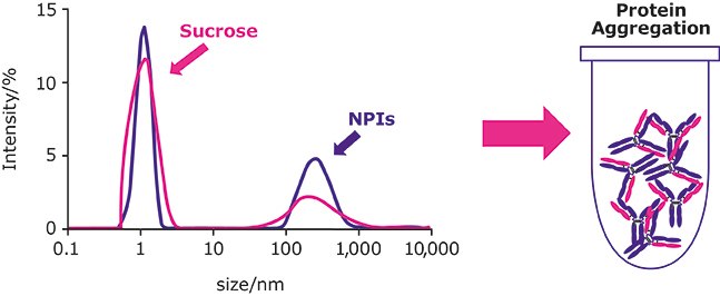Protein Agregation Protein Agregation