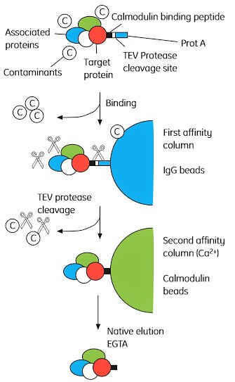 overview-of-the-tandem Overview of the tandem affinity purification