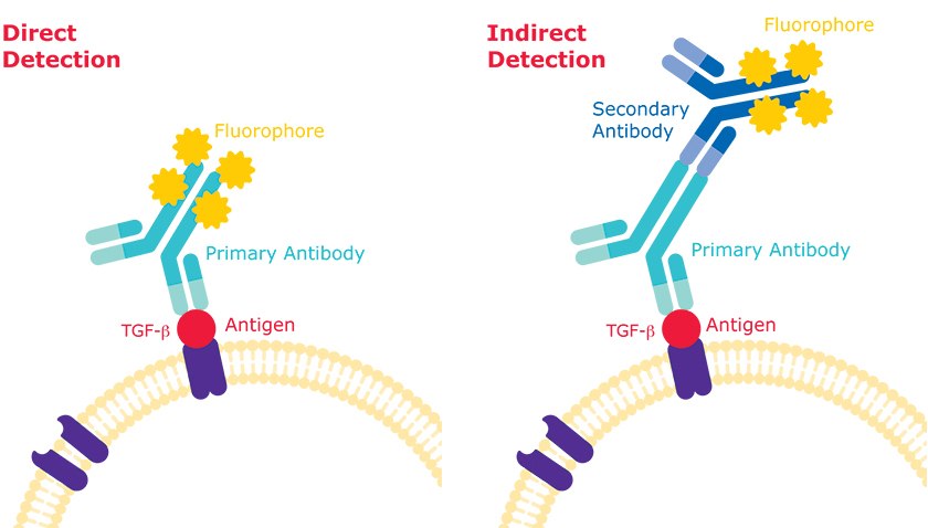 Flow Cytometry: Direct Detection vs Indirect Detection Differences in direct detection vs indirect detection methods in flow cytometry.