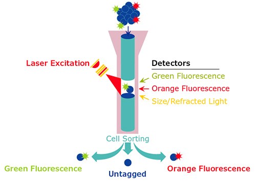 Flow Cytometry Diagram Diagram of typical flow cytometric analysis with laser excitation and detectors.