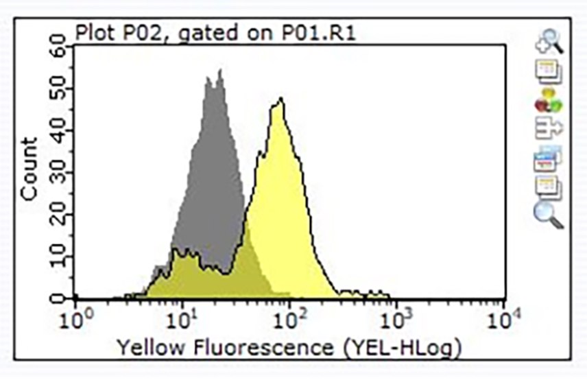 Histogram of Flow Cytometry Experiment Histograms of staining of one million Raji cells performed using ZooMAb® Rabbit Monoclonal or the equivalent amount of isotype control, followed by a PE-conjugated Donkey Anti-Rabbit IgG secondary antibody.
