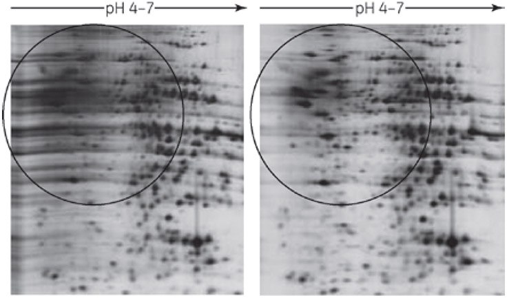 2-D Clean-Up Kit eliminates horizontal streaking caused by residual SDS. Sample: Rat liver extracted with 4% SDS, 40 mM Tris base. First dimension: Approximately 20 μg rat liver protein, 7-cm Immobiline DryStrip pH 4–7, Ettan IPGphor Isoelectric Focusing System 17.5 kVh. Second dimension: SDS-PAGE (12.5%), SE 260 (8 × 9 cm gel). Stain: Silver Staining Kit, Protein. 2-D Clean-Up Kit eliminates horizontal streaking caused by residual SDS