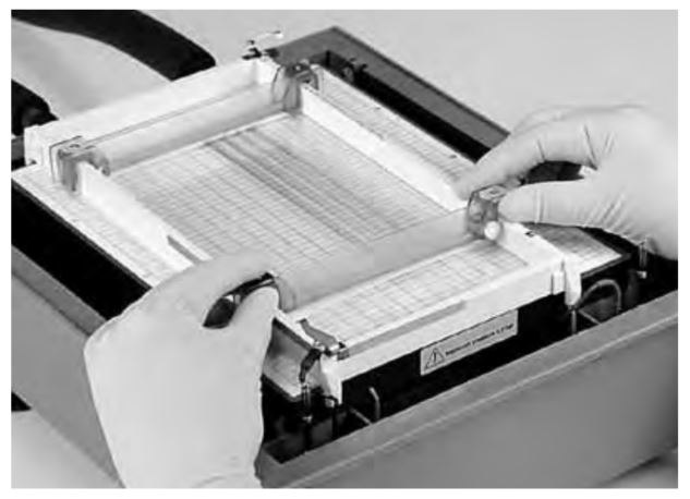 Preparing for IEF Alignment of electrodes over Immobiline® DryStrip gels.