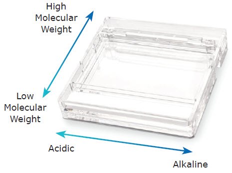 Mark Your Gel to Locate Alkaline and Acidic Sides and Molecular Weight Marking of the gel helps identify alkaline and acid sides and protein molecular weight.