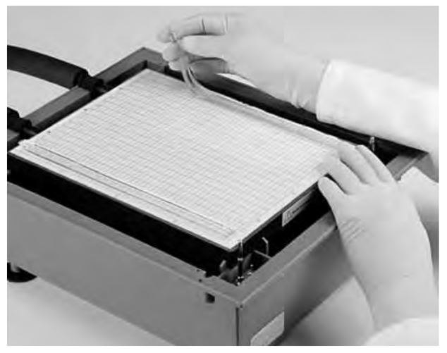 Applying Equilibrated Immobiline® DryStrip Gels Positioning the anodic buffer strip on Multiphor™ II unit.
