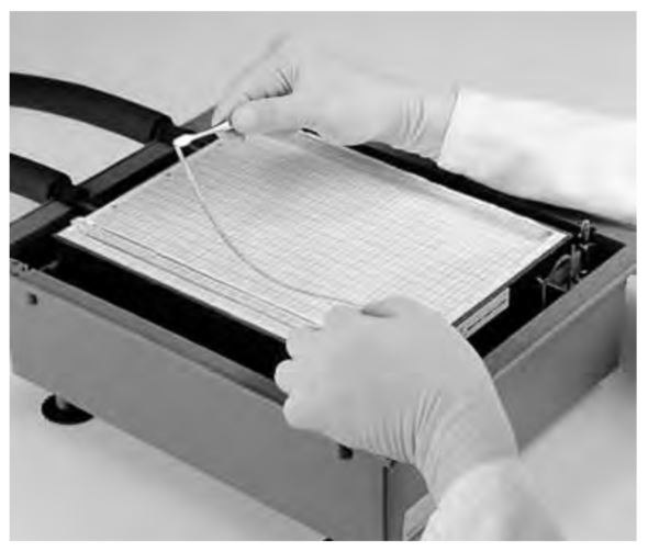 Applying Equilibrated Immobiline® DryStrip Gels Positioning equilibrated Immobiline® DryStrip gels on Multiphor™ II unit such that the anodic (acidic) side of the strip is toward the front edge of the gel.
