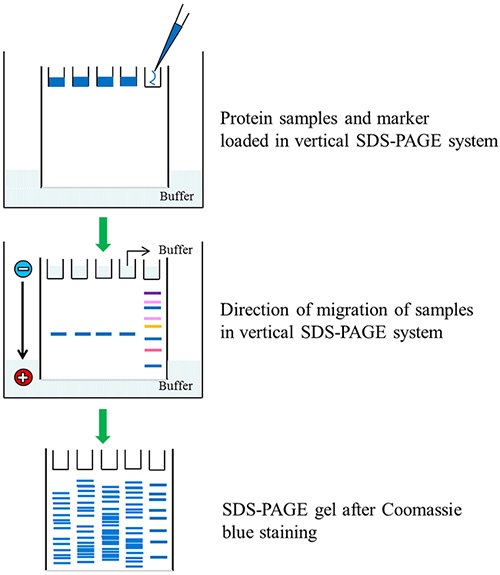 sds-page-of-protein SDS-PAGE de muestras proteicas y marcador de proteínas con explosión de color