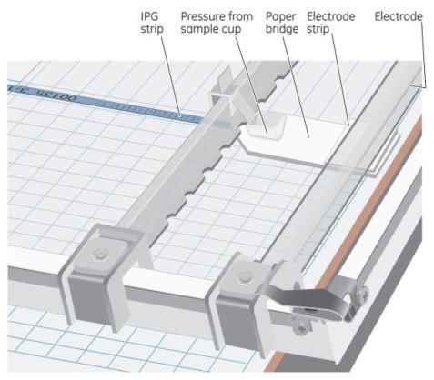 Paper-Bridge Loading Setup for sample application via a paper bridge