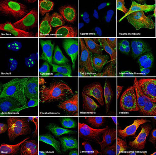 protein-targets Protein Targets