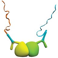 Detection of protein interactions using primary antibodies from the same species. Detection of protein interactions using primary antibodies from the same species