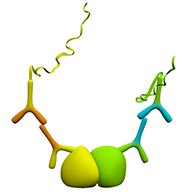 Detection of protein interactions using one or both primary antibodies derived from species other than mouse, rabbit, or goat. Detection of protein interactions using one or both primary antibodies derived from species other than mouse, rabbit, or goat