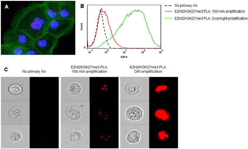 Increased amplification time during the Duolink<sup>®</sup> PLA experiment can aid in the detection of low-abundant protein targets by flow cytometry. Duolink<sup>®</sup> PLA technology was performed to detect the trimethylation of lysine 27 on histone 3 (H3K27me3) mediated by EZH2. A) Few PLA signals (red) in the nuclei (blue) of DU145 cells were detected by fluorescence microscopy after 100 min amplification. FITC- Phalloidin-stained actin (green) was used as a counterstain. B) Extended amplification times enhanced the detection of low-abundant protein events, such as EZH2-H3K27me3 interactions, by conventional flow cytometry. C) Combining Duolink<sup>®</sup> PLA with imaging flow cytometry allows localization of proteins or protein events (interactions or modifications) in large cell populations. Flow Cytometry Analysis