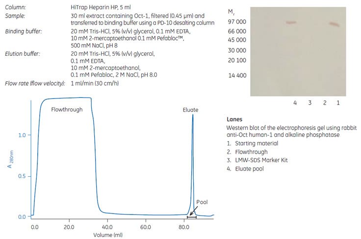 Purification or Removal of DNA-Binding Proteins