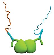 Detection of homodimers. Detection of homodimers