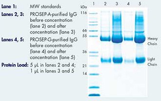 SD-PAGE gel of purified rabbit IgG before and after concentration with Amicon Ultra-15 devices Gel SD-PAGE de IgG purificada de conejo antes y después de la concentración con unidades Amicon Ultra-15.