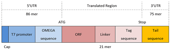 c-termina-tag-dna-template c-termina-tag-dna-template