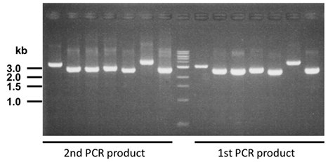 checking-pcr-n-termnal-tag checking-pcr-n-termnal-tag