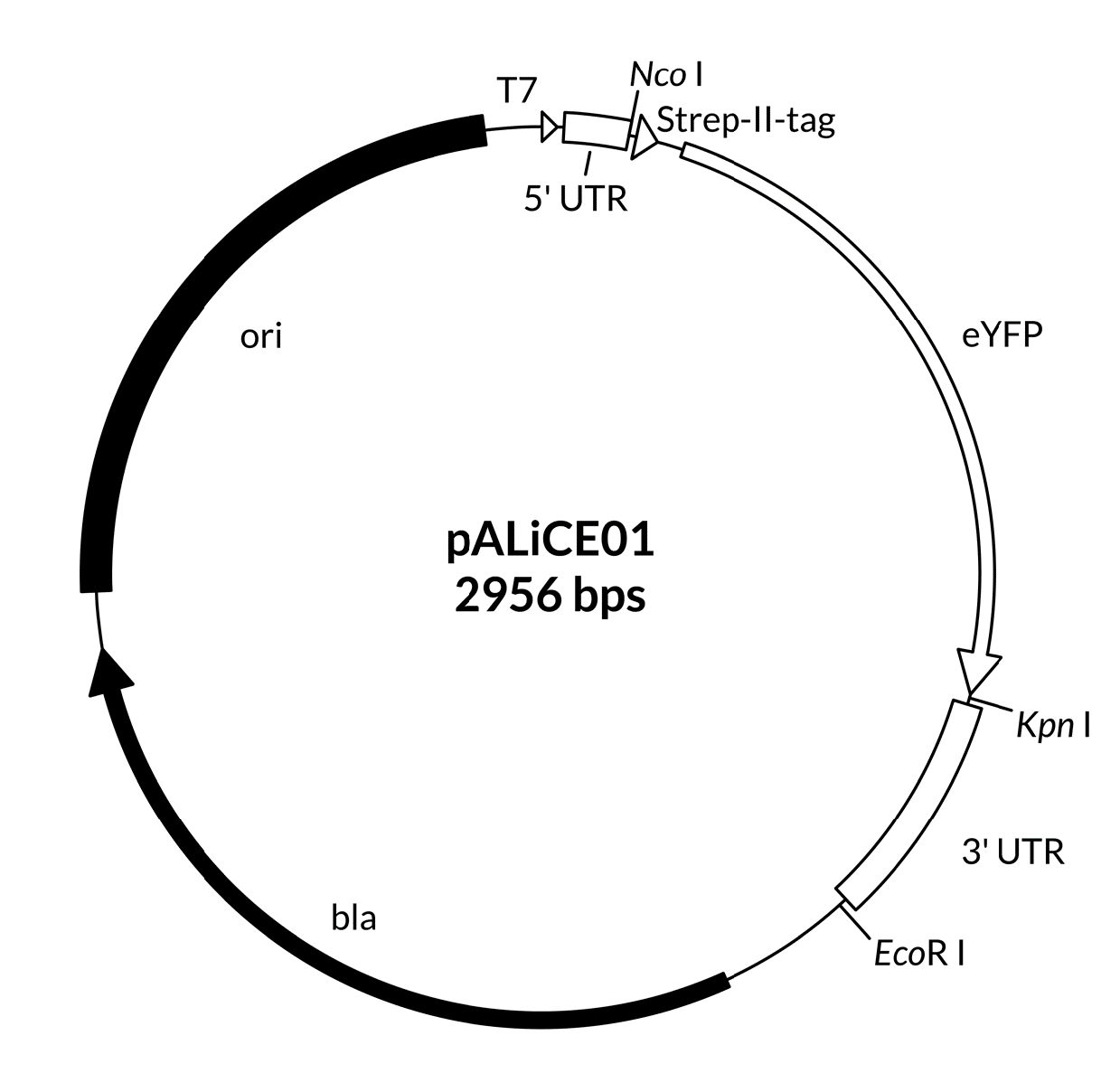 pALiCE01 - Sequence pALiCE01 - Sequence