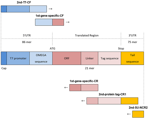 pcr-c-terminal-tag pcr-c-terminal-tag