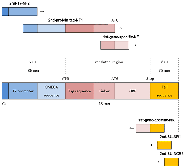 pcr-n-terminal-tag pcr-n-terminal-tag