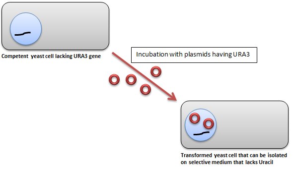 Yeast Transformation