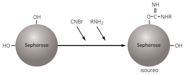 Activation by cyanogen bromide and coupling to the activated matrix. Activation by cyanogen bromide