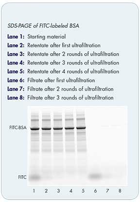 Clean up amicon ultra filters Figure 1 Gel SDS-PAGE de BSA marcado con FITC